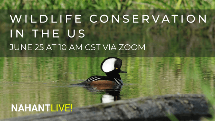Online wildlife conservation webinars