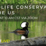 Online wildlife conservation webinars